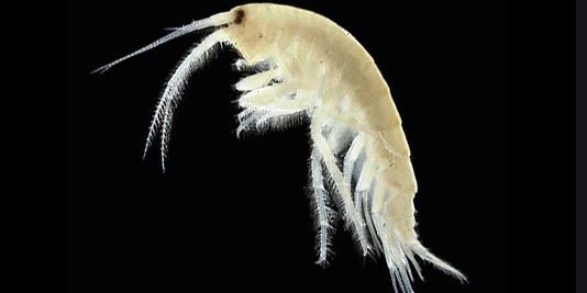 comprar-gammarus-marino