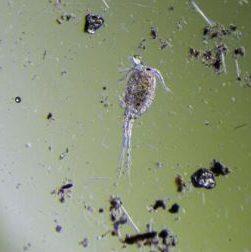 comprar-copepodos-bentonicos-marino