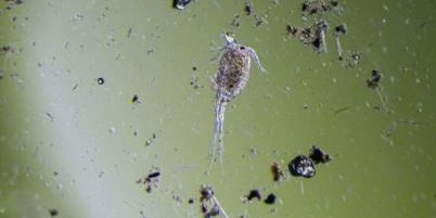 comprar-copepodos-bentonicos-marino