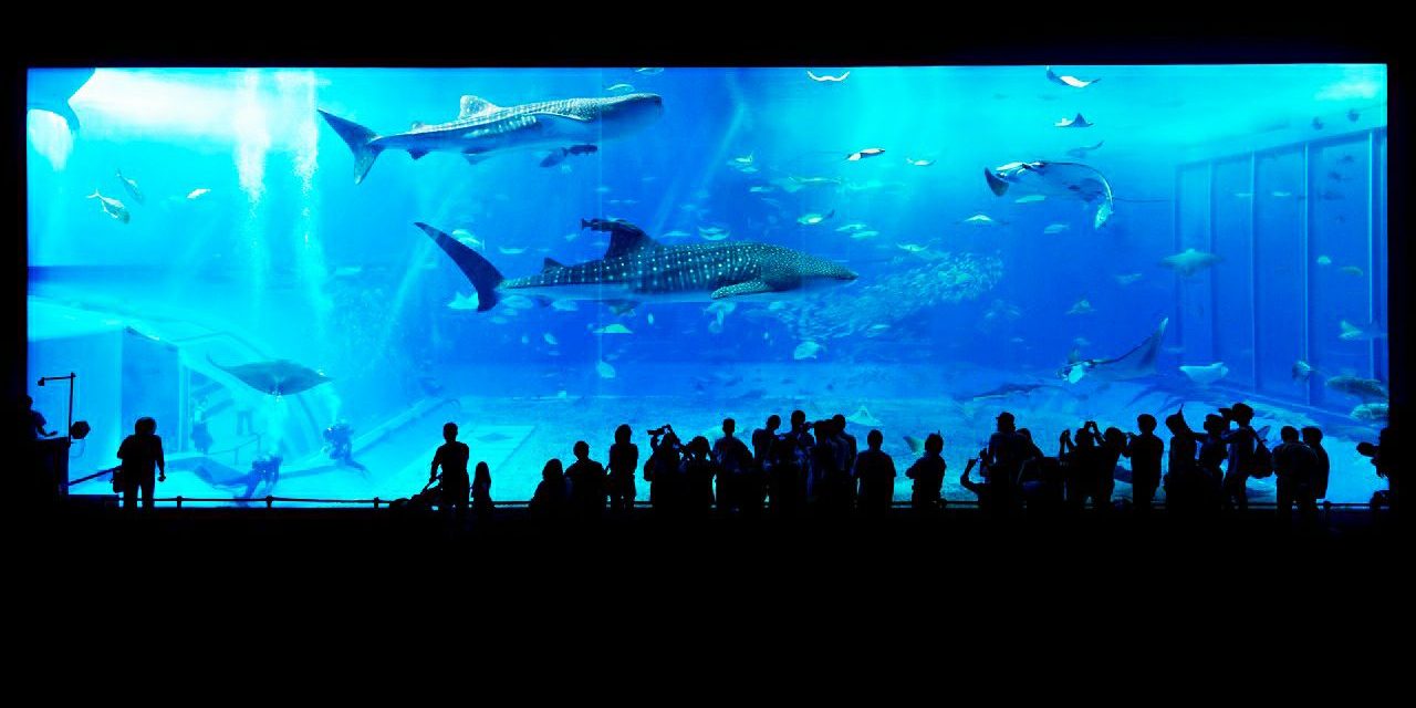 como-empezar-acuario-marino-3 (2)