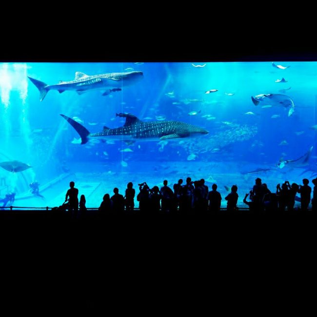 como-empezar-acuario-marino-3 (2)