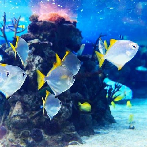 mantenimiento-plagas-acuario-marino