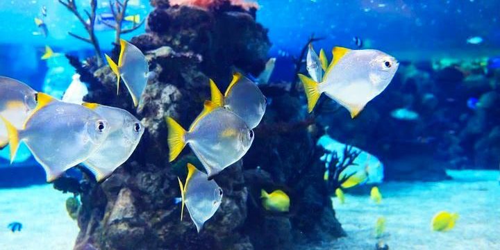 mantenimiento-plagas-acuario-marino