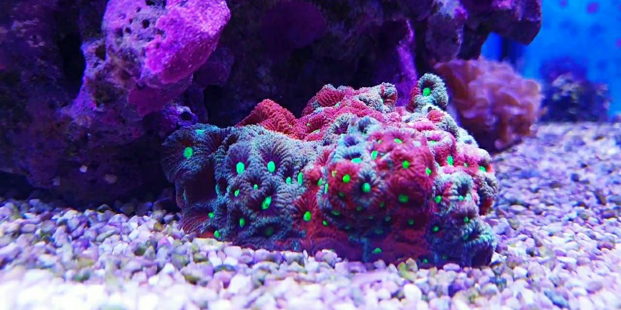 tengo-cianobacteria-que-hago-3