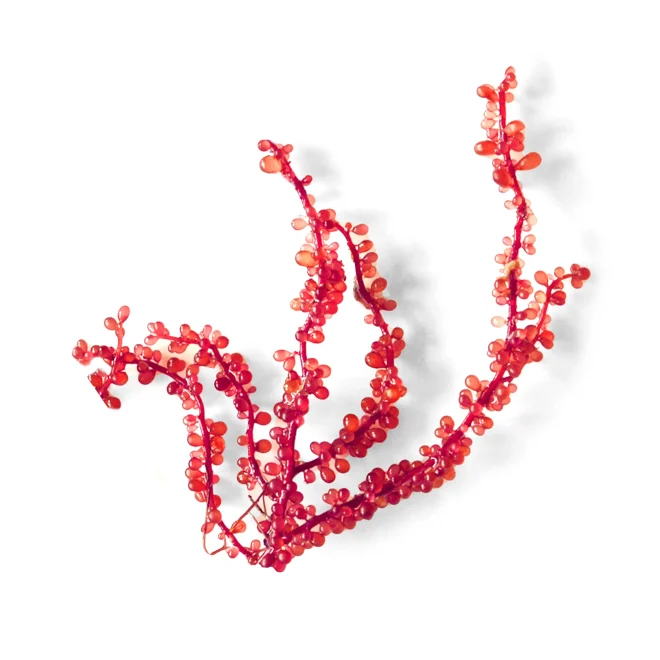 ¡NUEVO! Botryocladia uvaria (porción)