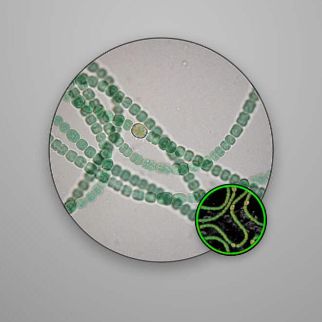 Anabaena sp. inóculo