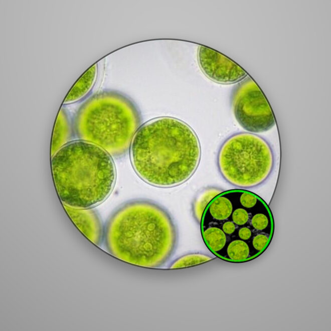 Nannochloropsis oculata inóculo