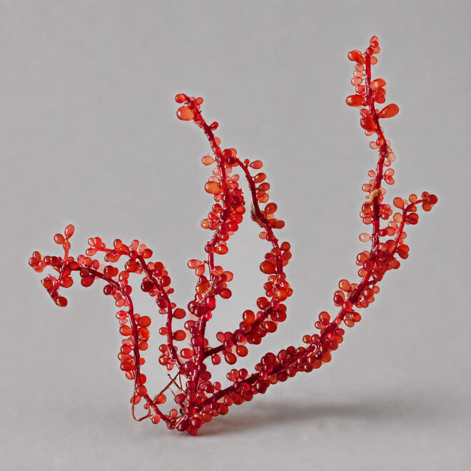 Botryocladia uvaria (porción)