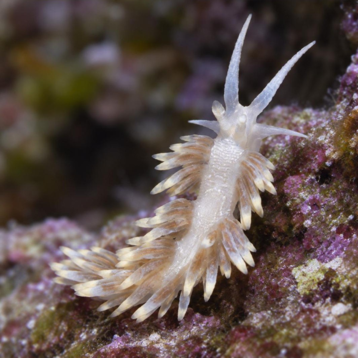 Aeolidiella (Berghia) stephanieae